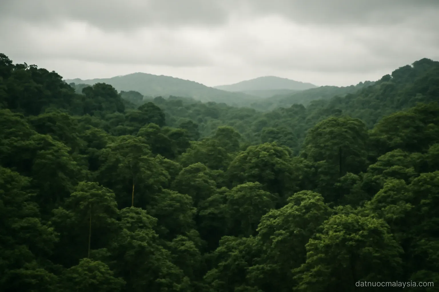 A dense green rainforest canopy stretching to low hills under a humid overcast sky, no buildings
